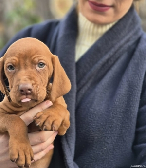 catelușe vizsla - imagine 5 catelușe vizsla - imagine 5