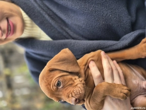 catelușe vizsla - imagine 3 catelușe vizsla - imagine 3