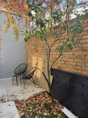 Garsoniera de pe strada Visinilor