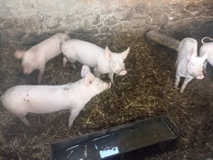 Purcele de rasa de vanzare