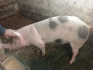 Vând purcea !! - imagine 2