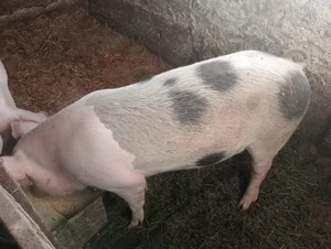 Vând purcea !! - imagine 3