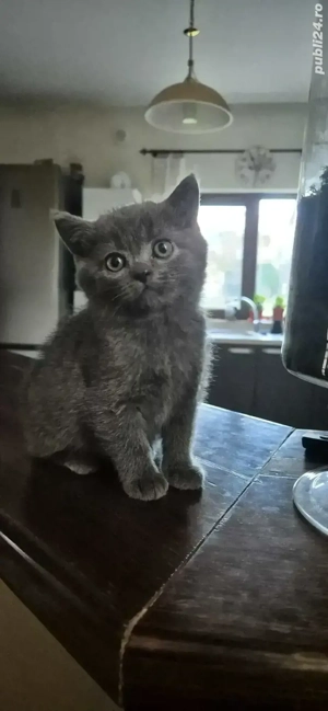 pisicuta metis (mama e Brittish shorthair) - imagine 2