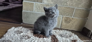 pisicuta metis (mama e Brittish shorthair) - imagine 3