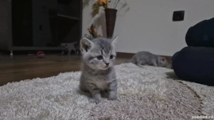 pisicuta metis (mama e Brittish shorthair) - imagine 4