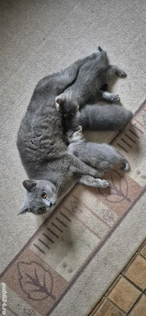 pisicuta metis (mama e Brittish shorthair) - imagine 5