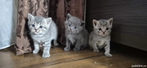 pisicuta metis (mama e Brittish shorthair)