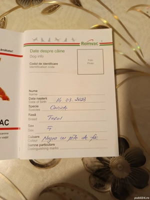 schimb cățelușă Teckal vârstă 2 ani - imagine 4