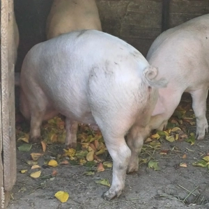 Marele Alb - imagine 2 Marele Alb - imagine 2