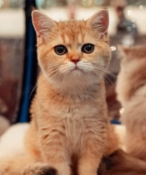 British shorthair cu pedigree, mascul 4 luni