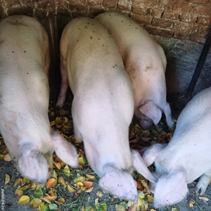 Marele Alb - imagine 4 Marele Alb - imagine 4