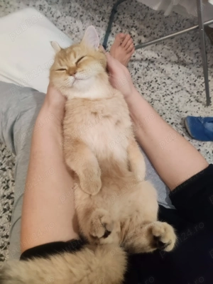 British shorthair cu pedigree, mascul 4 luni - imagine 3