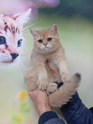 British shorthair cu pedigree, mascul 4 luni - imagine 2