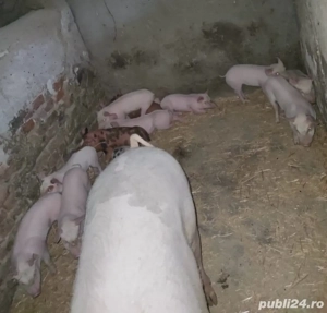 Purcei si porci grasi  - imagine 2