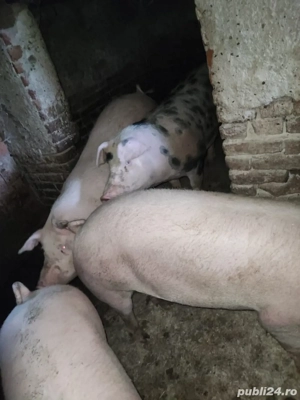 Purcei si porci grasi  - imagine 3