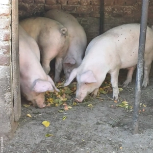 Marele Alb - imagine 5 Marele Alb - imagine 5