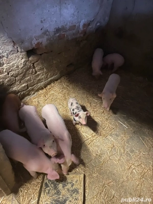 Purcei si porci grasi  - imagine 4