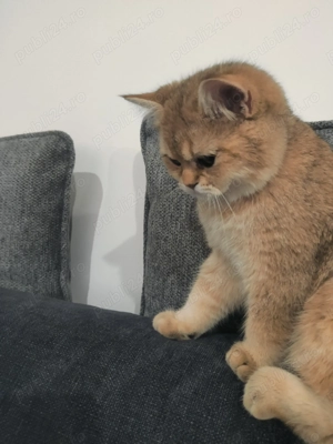 British shorthair cu pedigree, mascul 4 luni - imagine 4