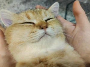 British shorthair cu pedigree, mascul 4 luni - imagine 5