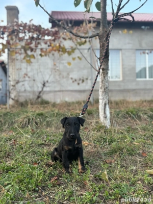 jagdterrier mascul - imagine 2