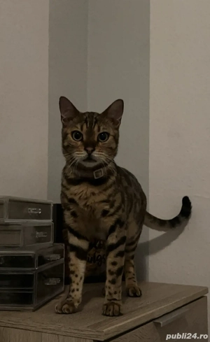 motan bengalez - imagine 4