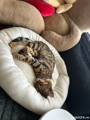 motan bengalez - imagine 3