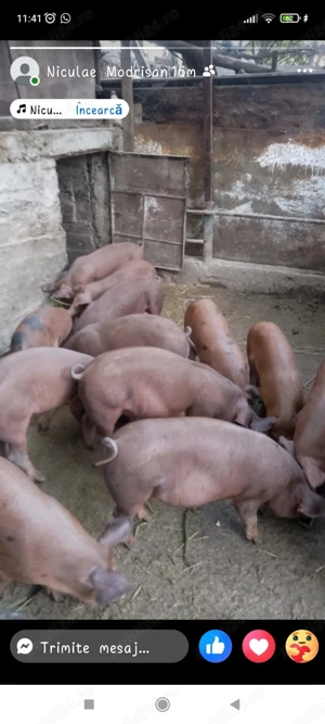 Purcei  3 luni durok