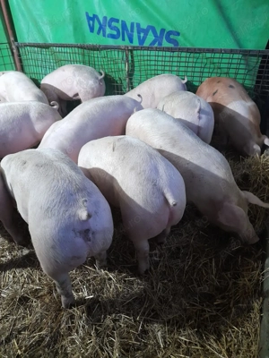 Porci mari de carne  - imagine 2