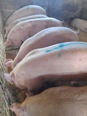 Porci mari de carne  - imagine 3