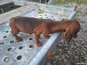 vând puii teckel  - imagine 2 vând puii teckel  - imagine 2