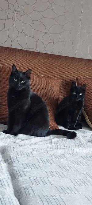 Ofer spre adopție două pisici superbe - imagine 4