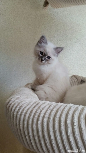 Puiuti de siameza  - imagine 2 Puiuti de siameza  - imagine 2