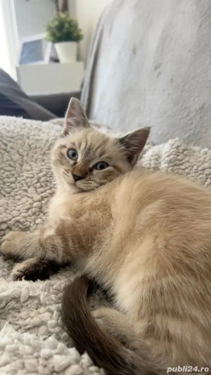 Puiuti de siameza  - imagine 3 Puiuti de siameza  - imagine 3