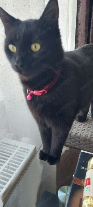 Ofer două pisici frumoase pt adoptie - imagine 4 Ofer două pisici frumoase pt adoptie - imagine 4