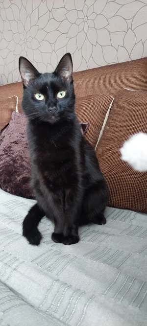 Ofer spre adopție două pisici superbe - imagine 3