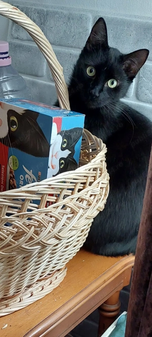 Ofer două pisici frumoase pt adoptie