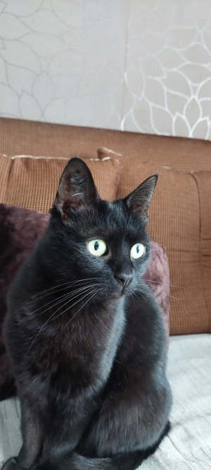 Ofer două pisici frumoase pt adoptie - imagine 3 Ofer două pisici frumoase pt adoptie - imagine 3