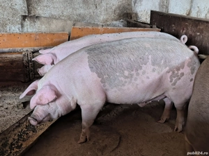 De vânzare  - imagine 4