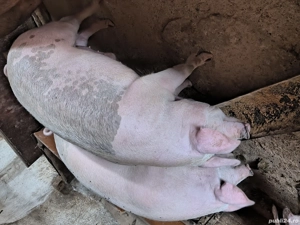 De vânzare  - imagine 2