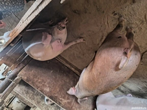 De vânzare  - imagine 3