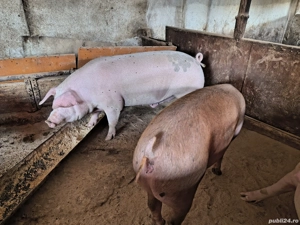 De vânzare  - imagine 5