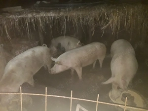 Vand porci si purcei