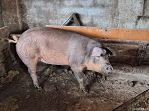 De vânzare  - imagine 2