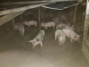 Vand porci si purcei - imagine 2