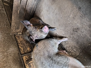 De vânzare  - imagine 4