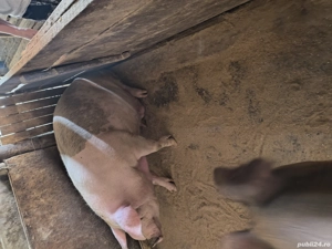 De vânzare  - imagine 3