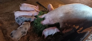 Vând purcei de rasă  - imagine 4