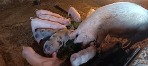 Vând purcei de rasă  - imagine 2