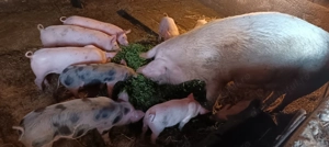 Vând purcei de rasă  - imagine 3