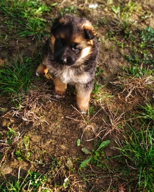 Ciobănesc German-Rasă pură,Standard German,Linie de top